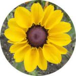 MesaExif 2.4.21
